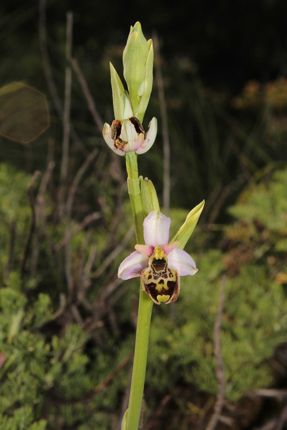 Orchidee Basso PiemonteEntroterra Liguria